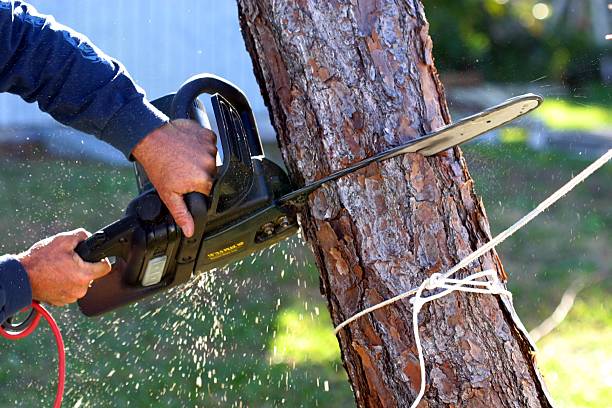 Best Tree Removal  in USA